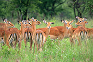 photographie Kenya Tanzanie Safari