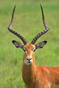 photographie Kenya Tanzanie Safari